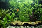Het aquarium wordt voor de vissen nog natuurlijker